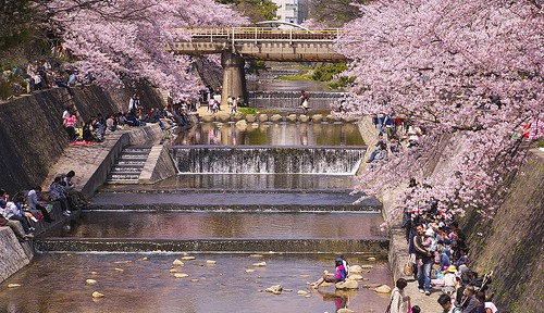 この道わが旅：華爛漫 兵庫の旅 今日も桜を求めて夙川へ